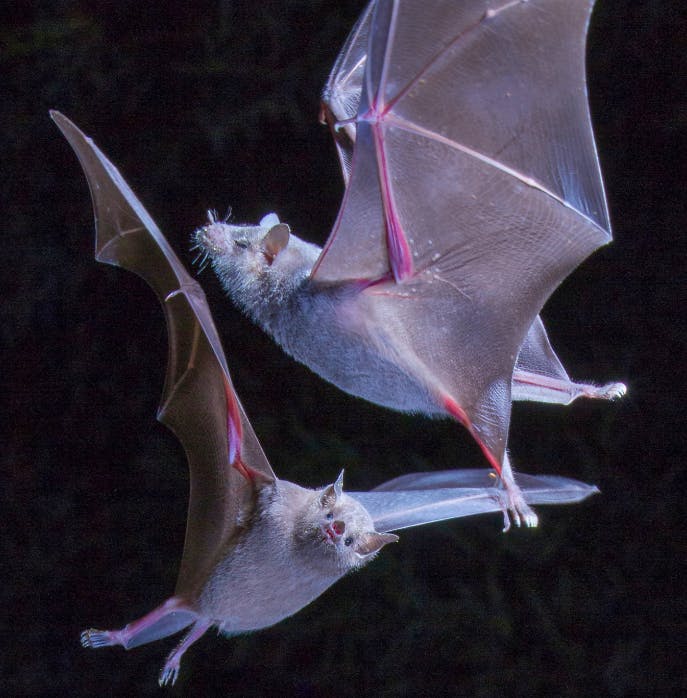two bats