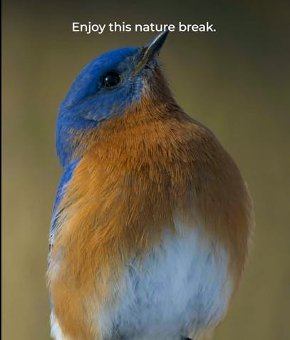 Enjoy this nature break bluebird 