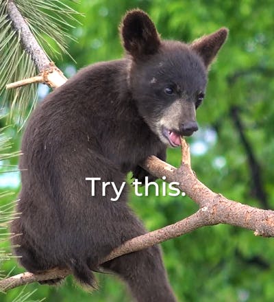 Try This - Fall Back In Love With Nature - Bear Cub in Tree