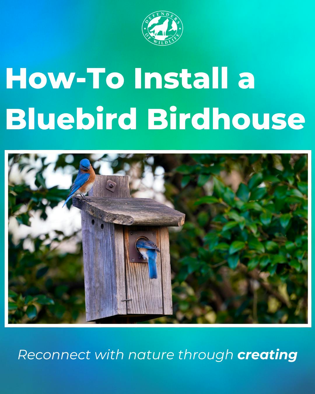 How To Install a Bluebird Birdhouse