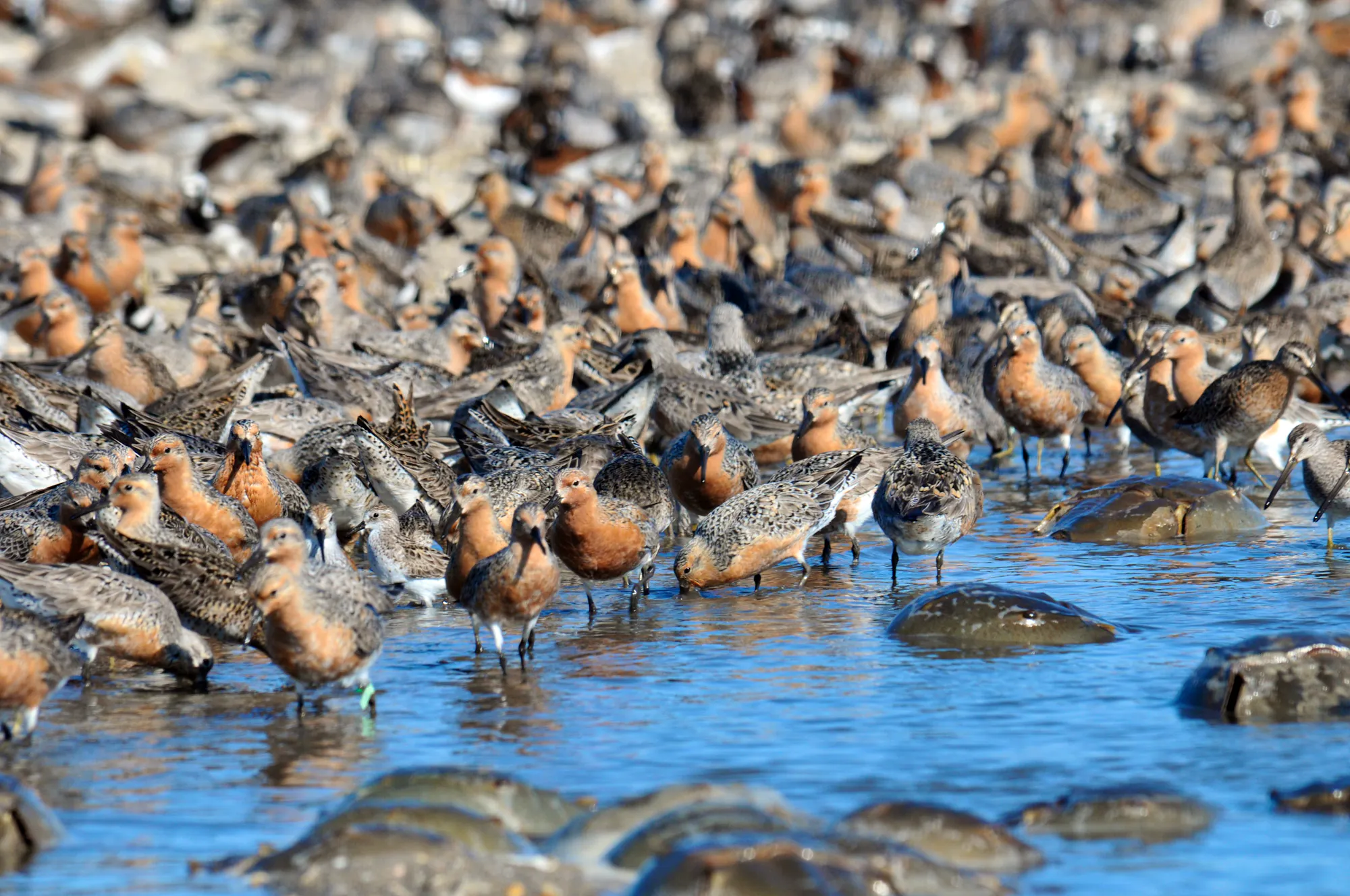 The Locals Who Shape Us: Shorebirds of Delaware Bay