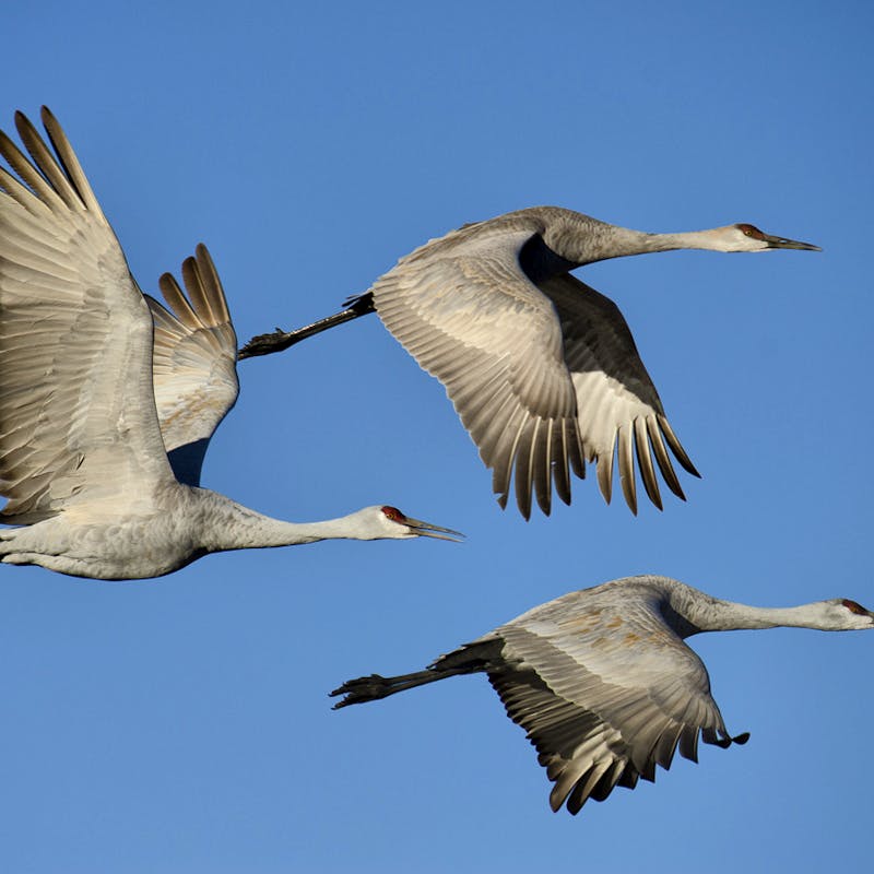 sandhill crane