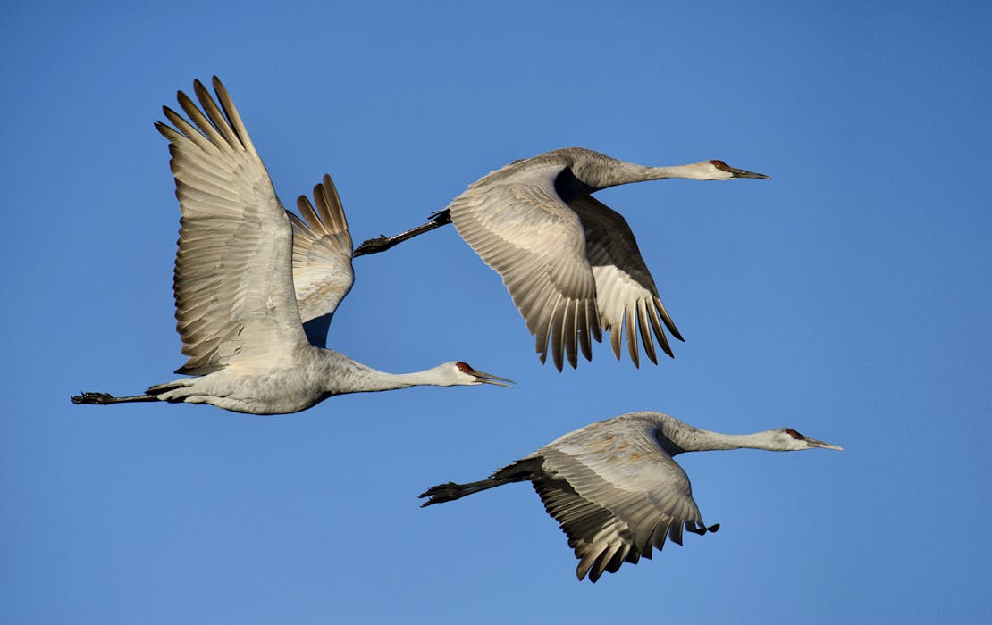 sandhill crane
