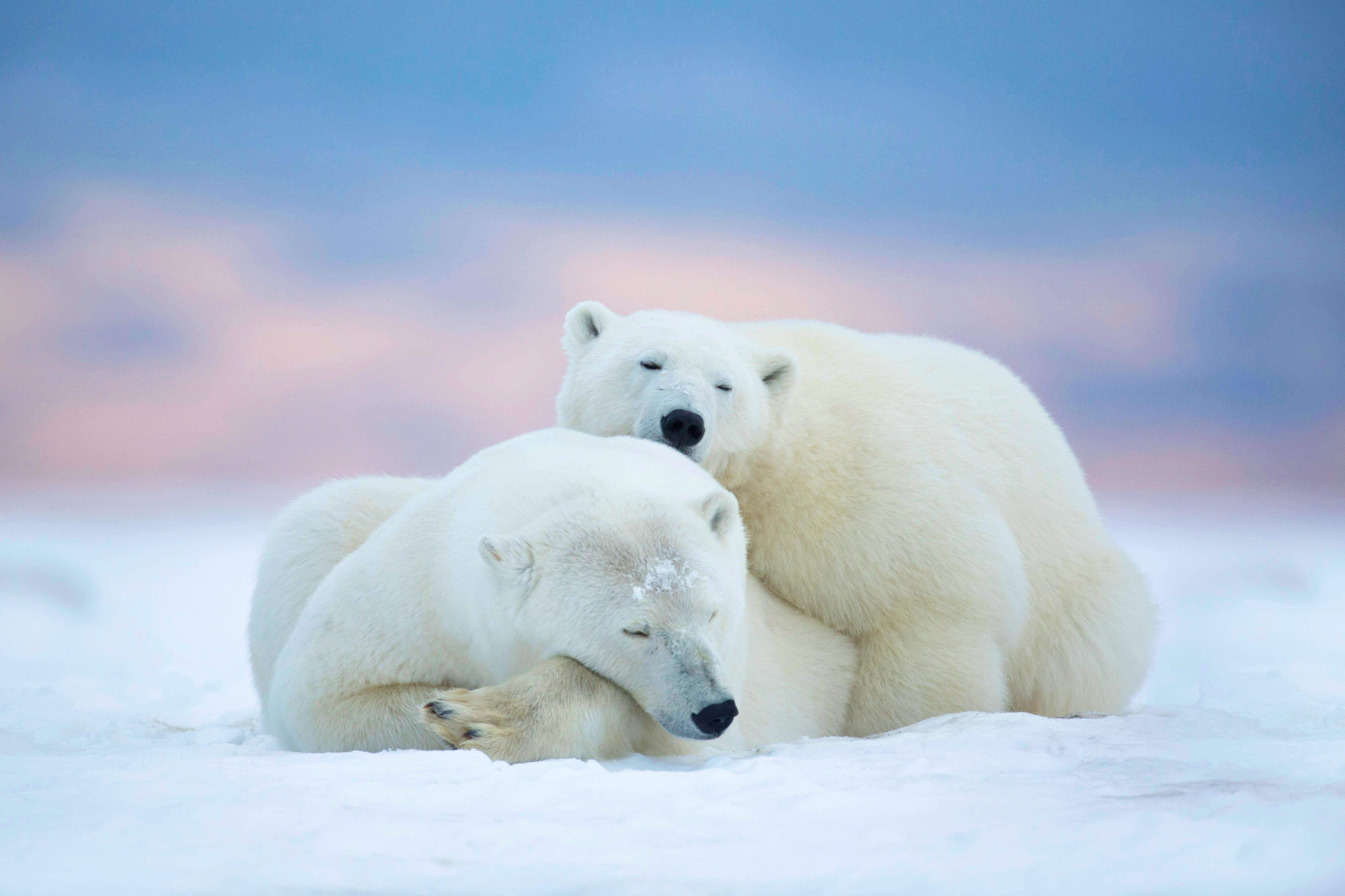 polar bears