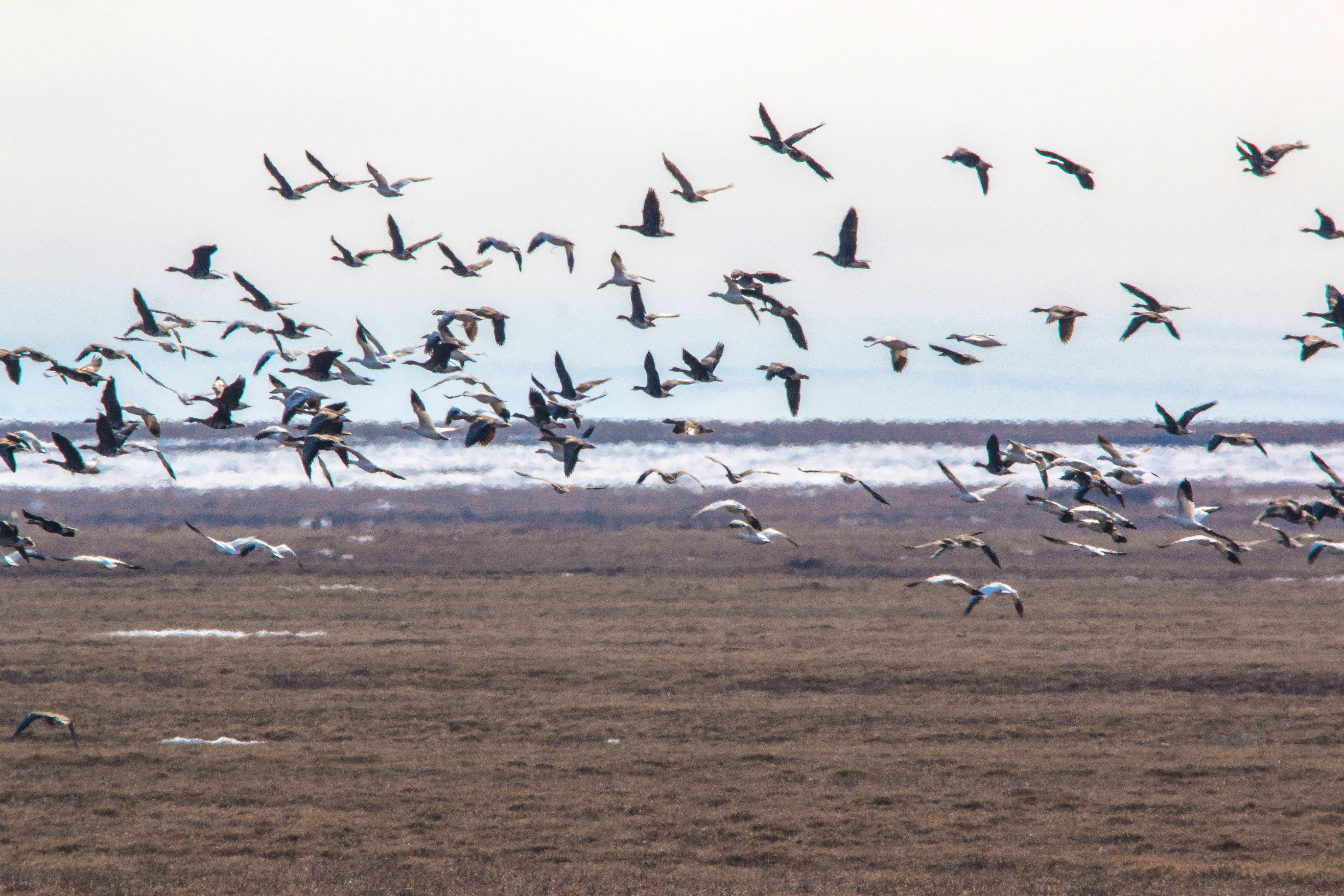 Bird migration