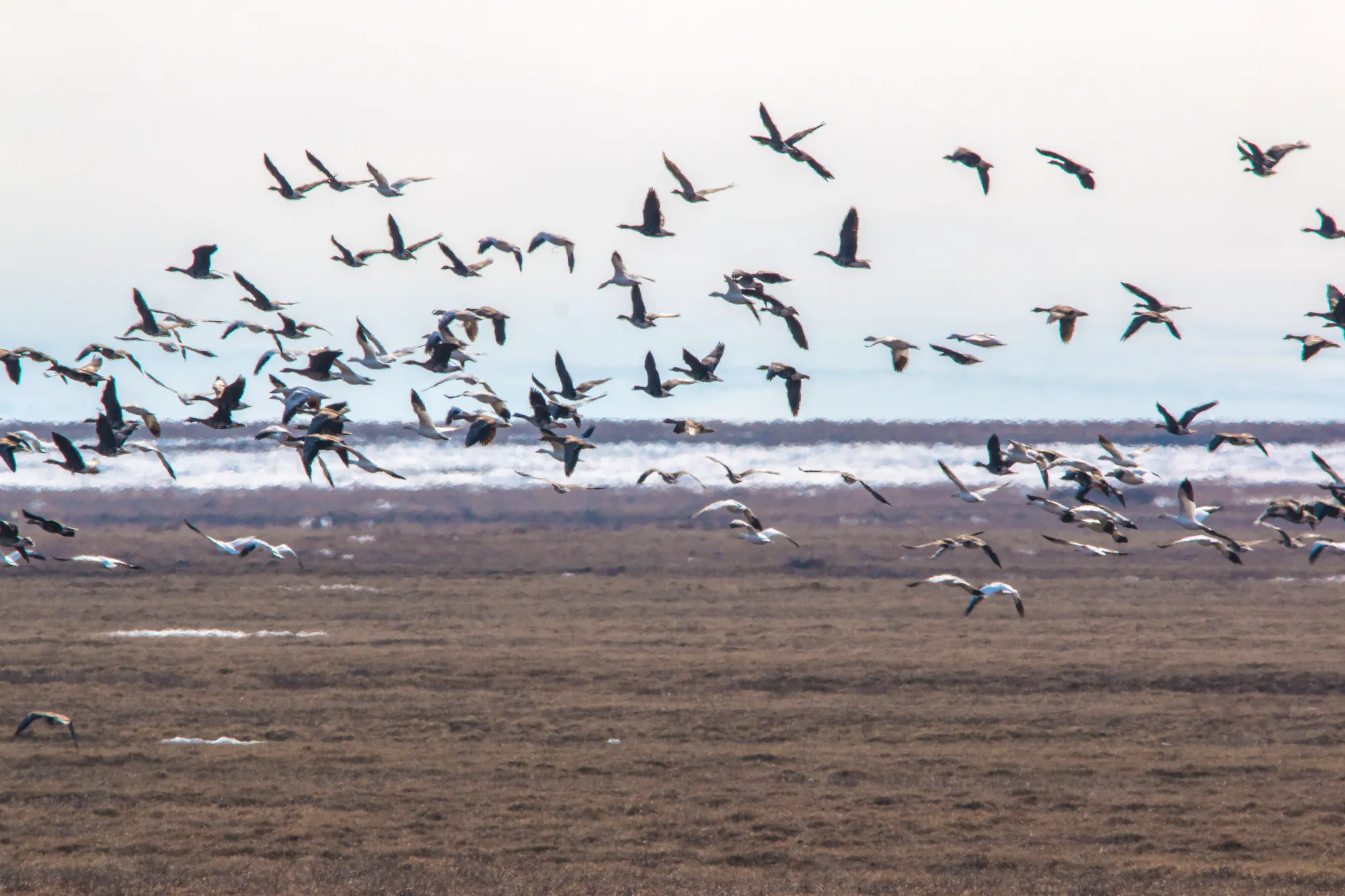 Bird migration