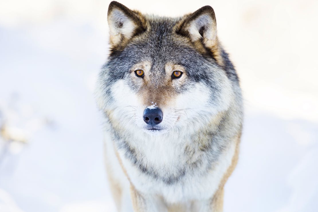 gray wolf
