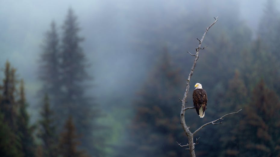 bald eagle
