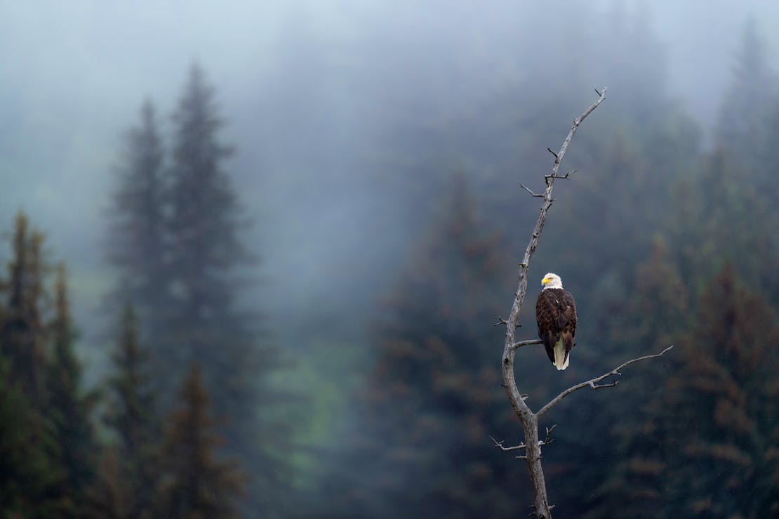 bald eagle