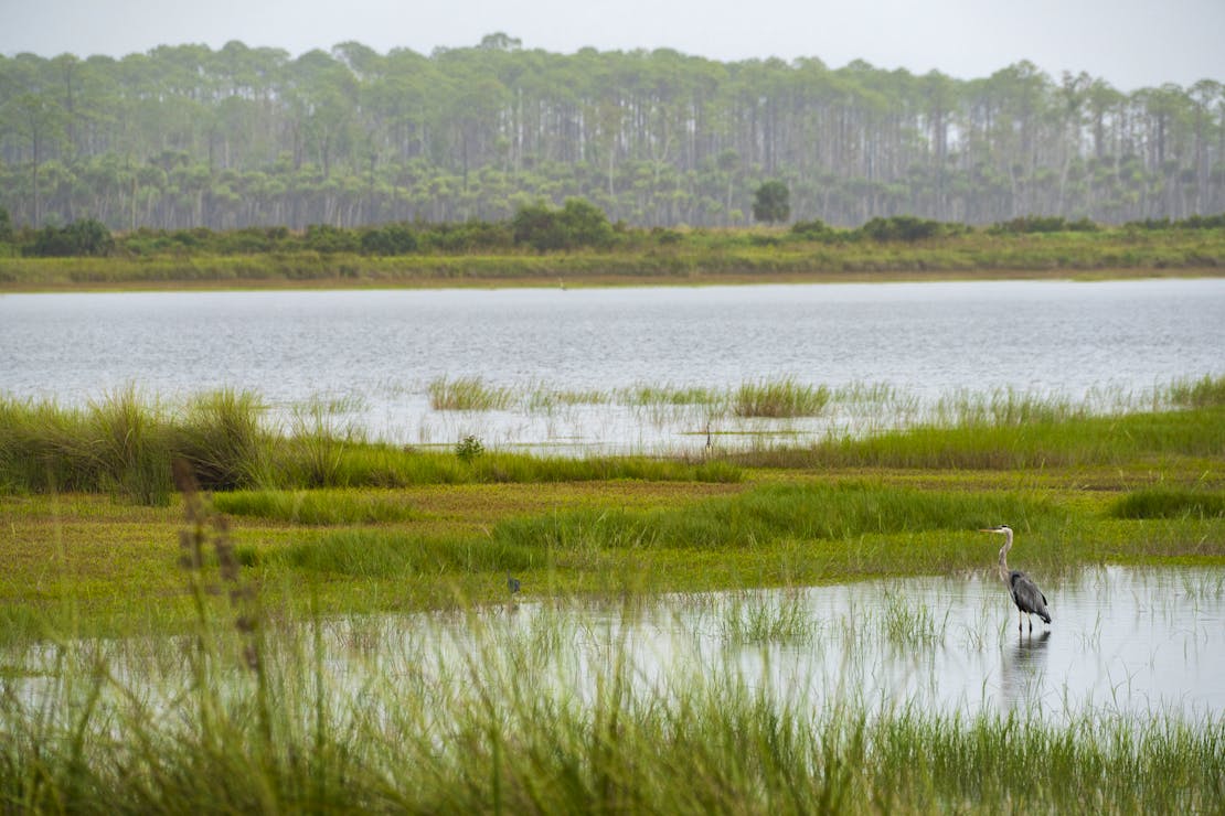 florida salt marsh