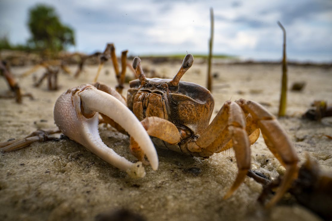 fiddler crab