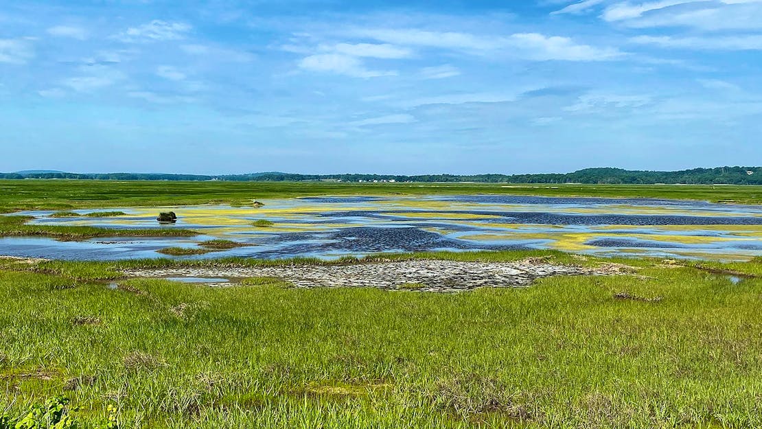 salt marsh