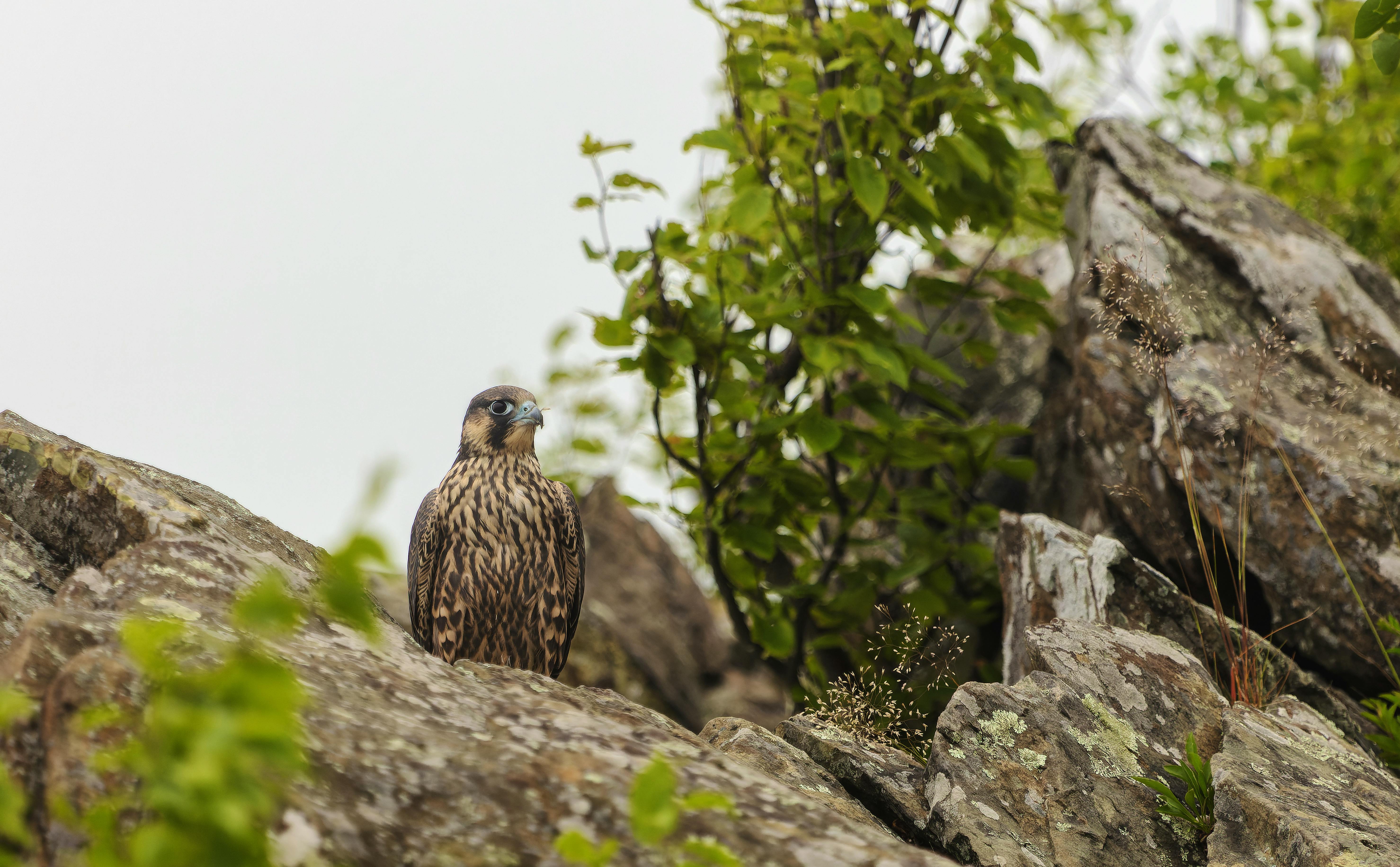 peregrine falcon