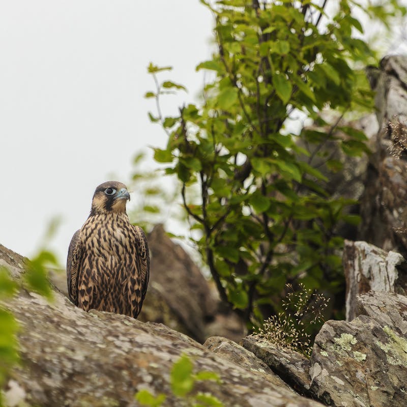 peregrine falcon