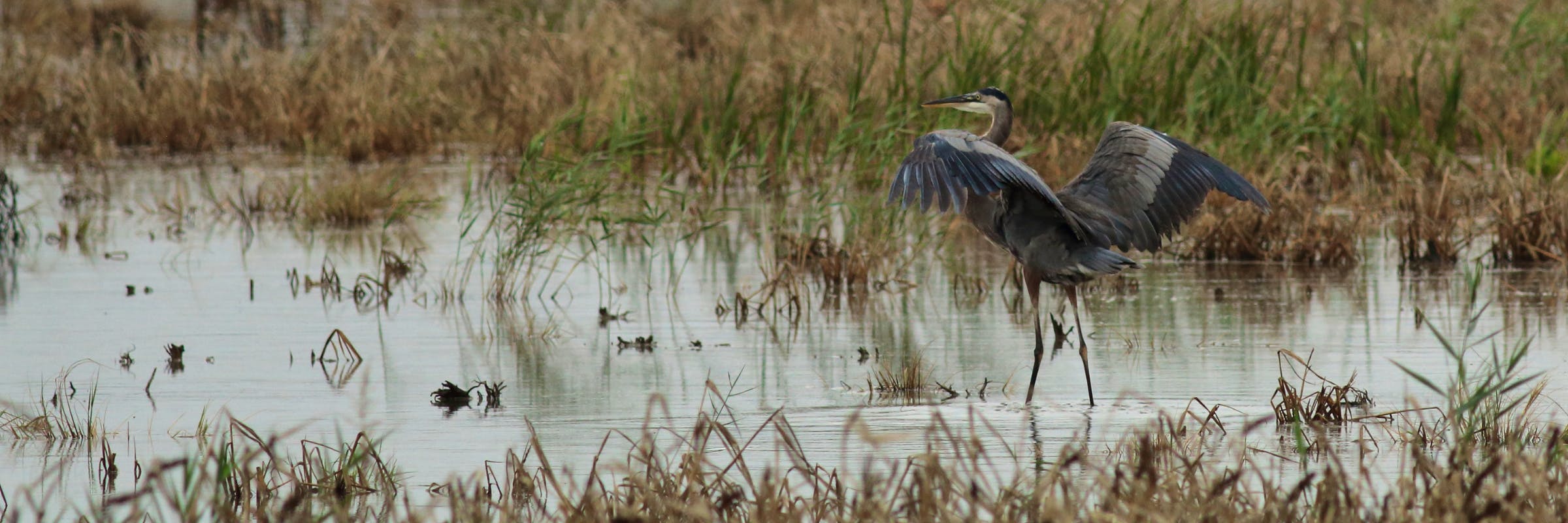 salt marsh