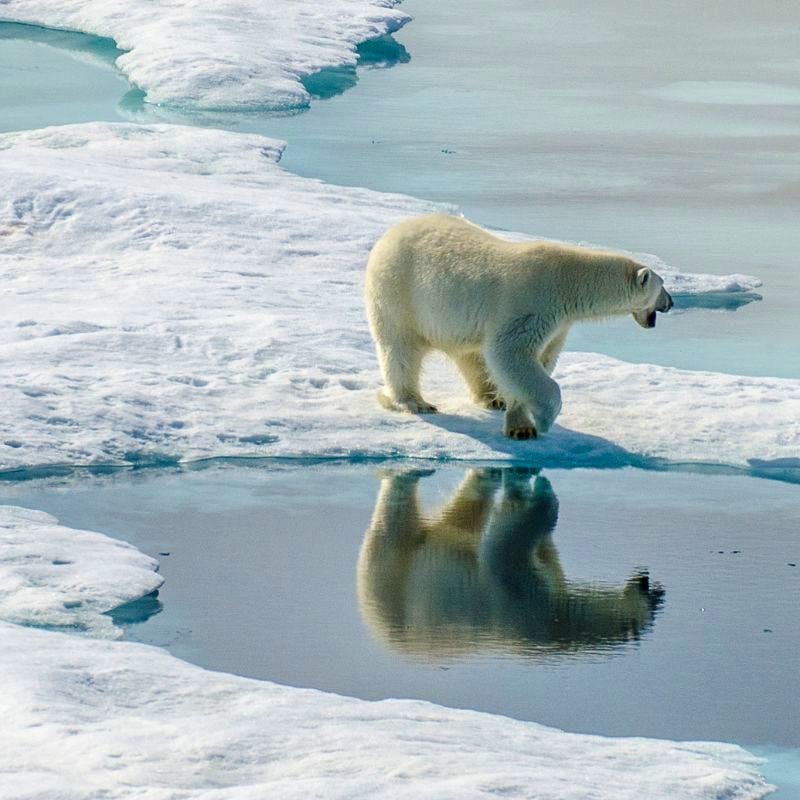 polar bear
