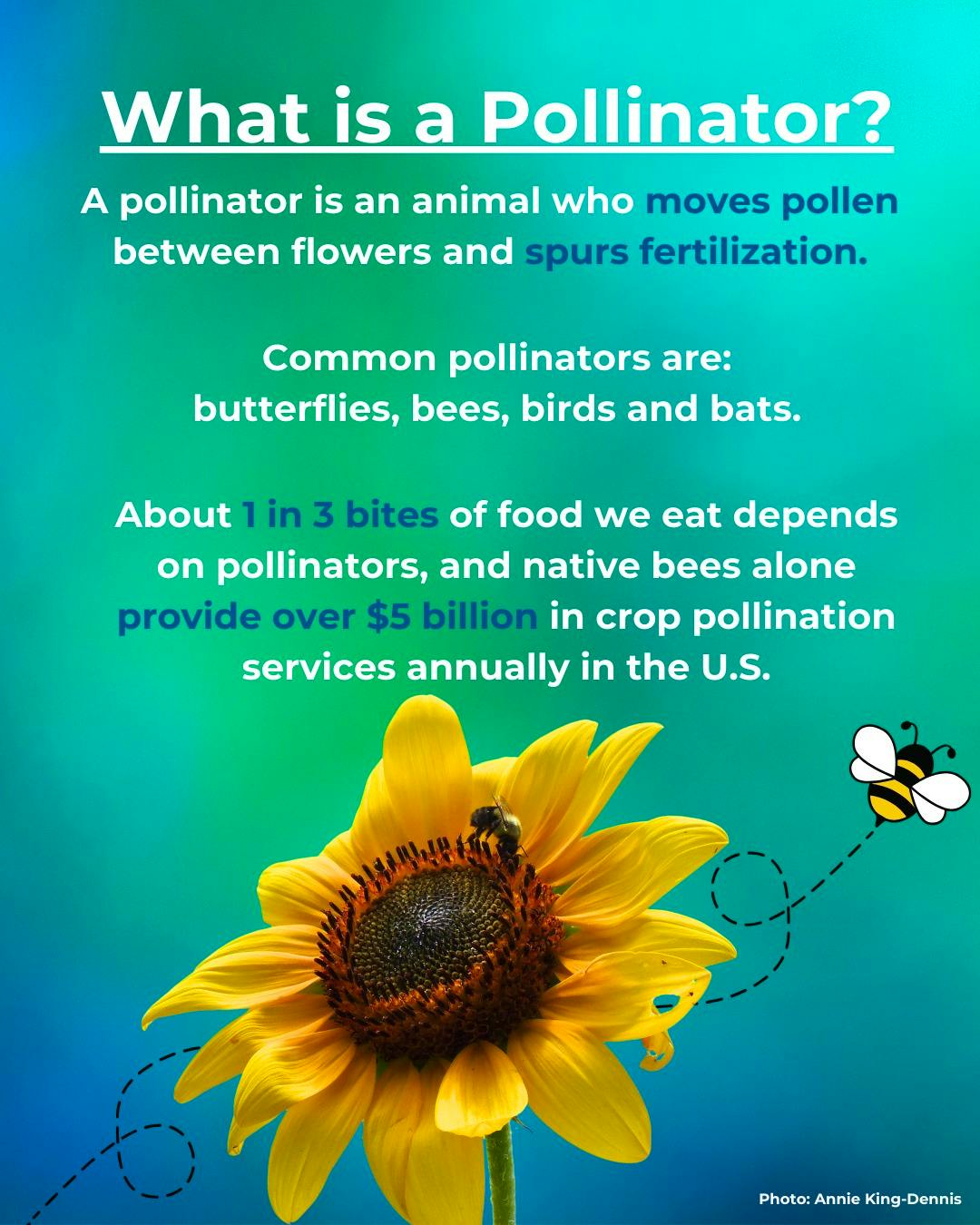 How To Plant a Pollinator Garden