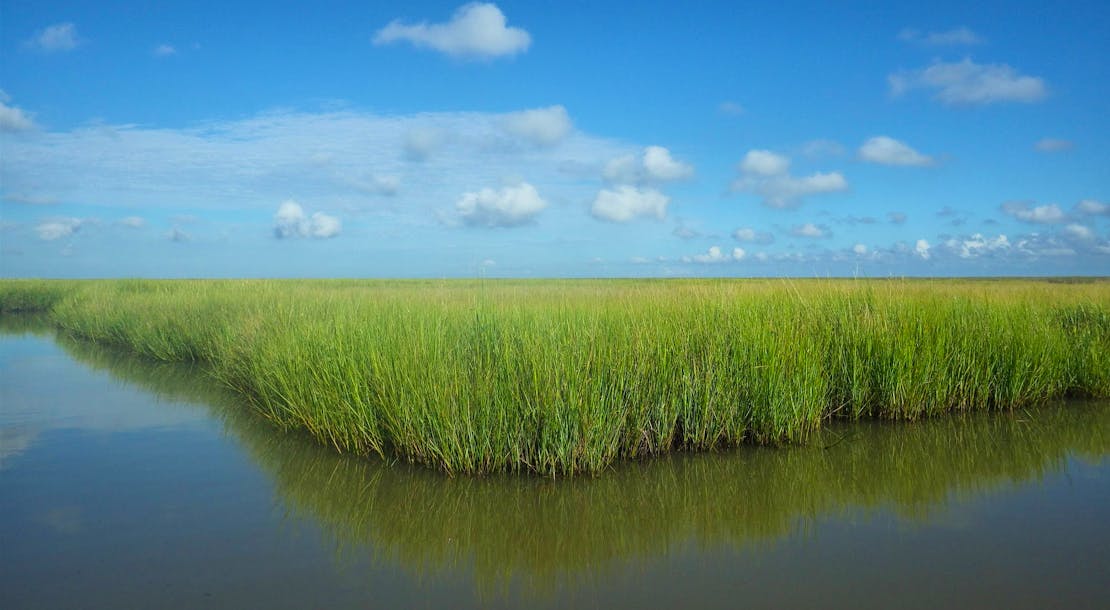 salt marsh