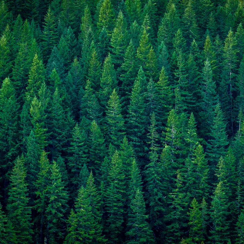 Pine trees on mountainside