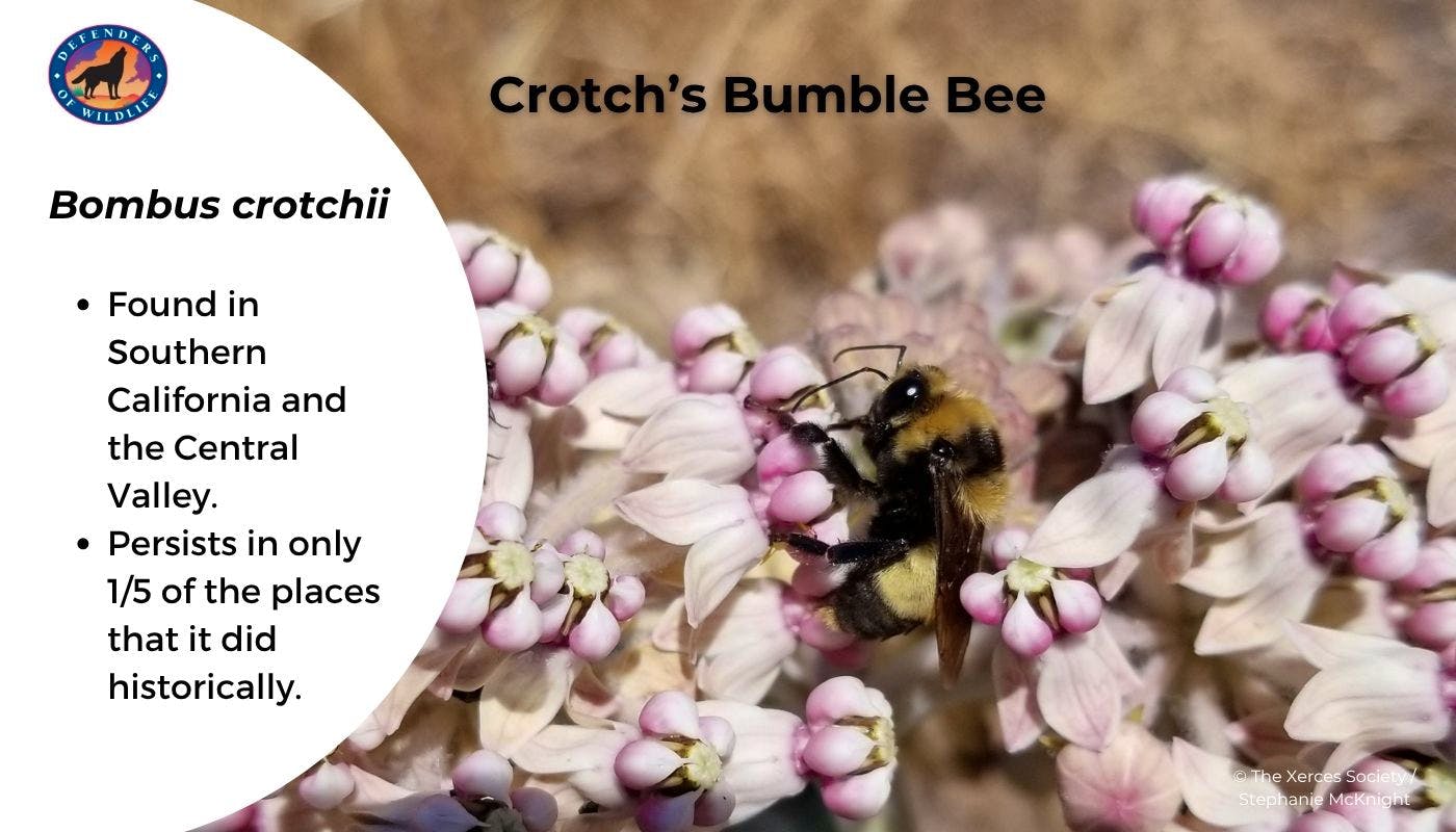 crotchs graphic