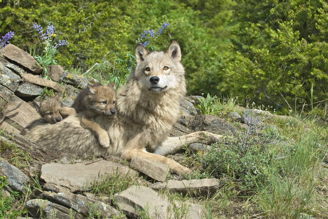 gray wolf with cubs
