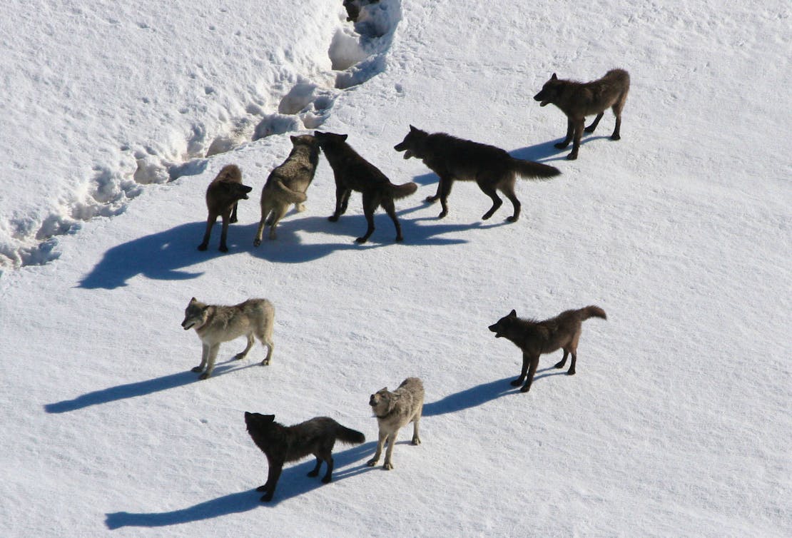 wolf pack