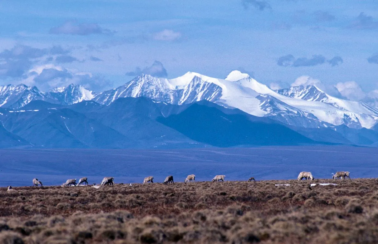 caribou grazing in field in front of mountains
