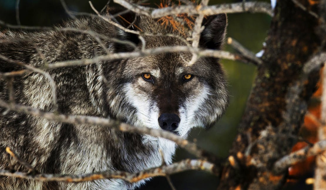 yellowstone wolf