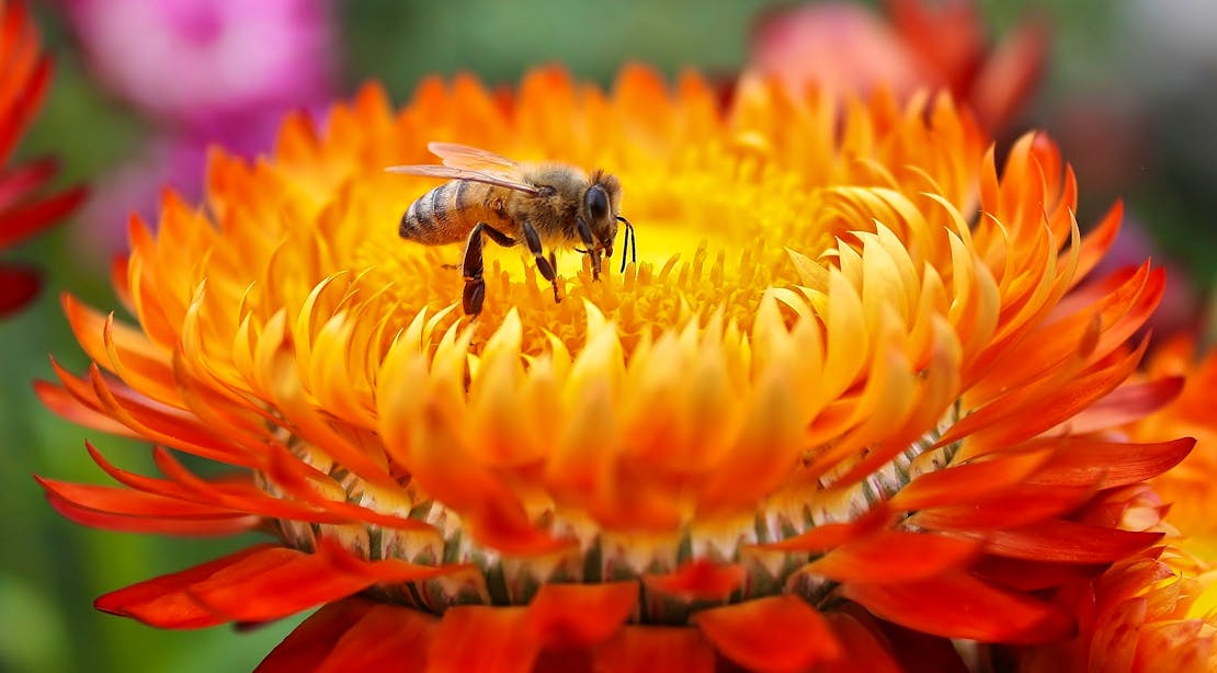bee