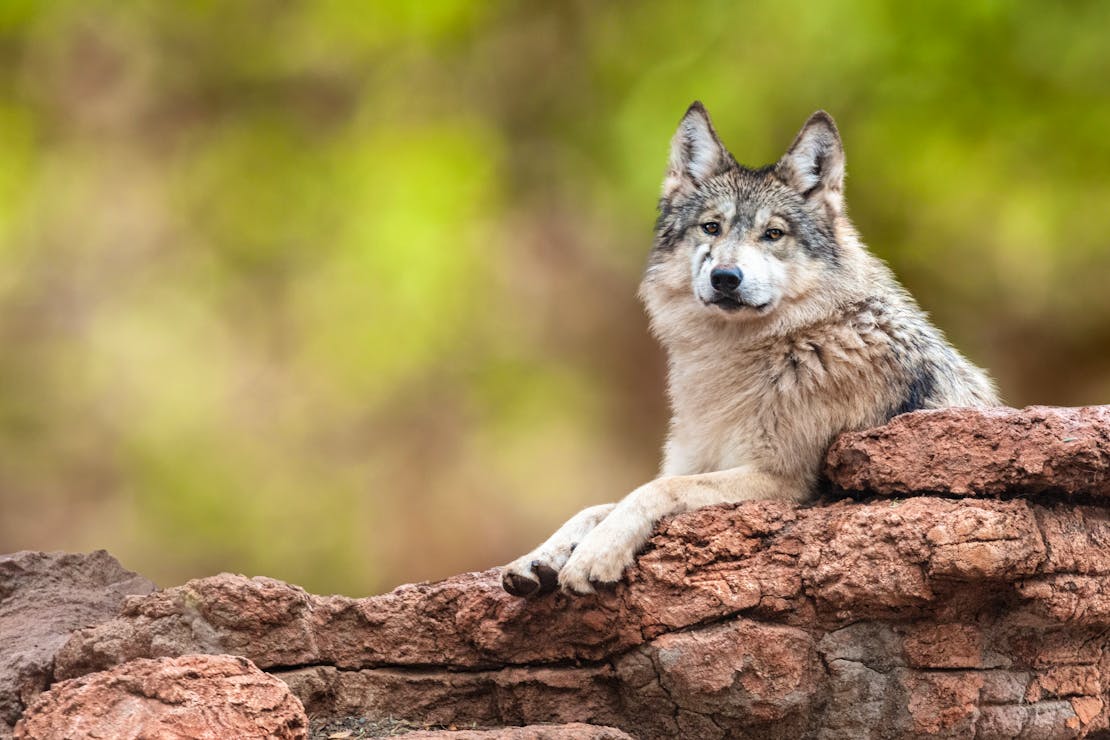 Mexican gray wolf