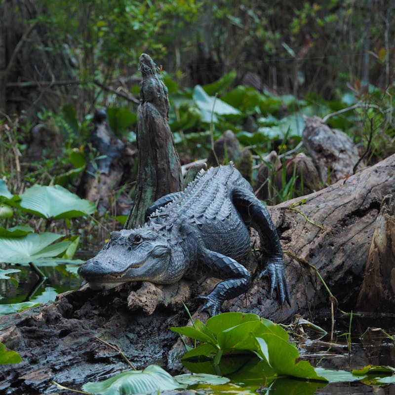 2020.03.24 - Alligator - Okefenokee Swamp - Okefenokee Wilderness Area - Okefenokee National Wildlife Refuge - Michael Lusk.jpg