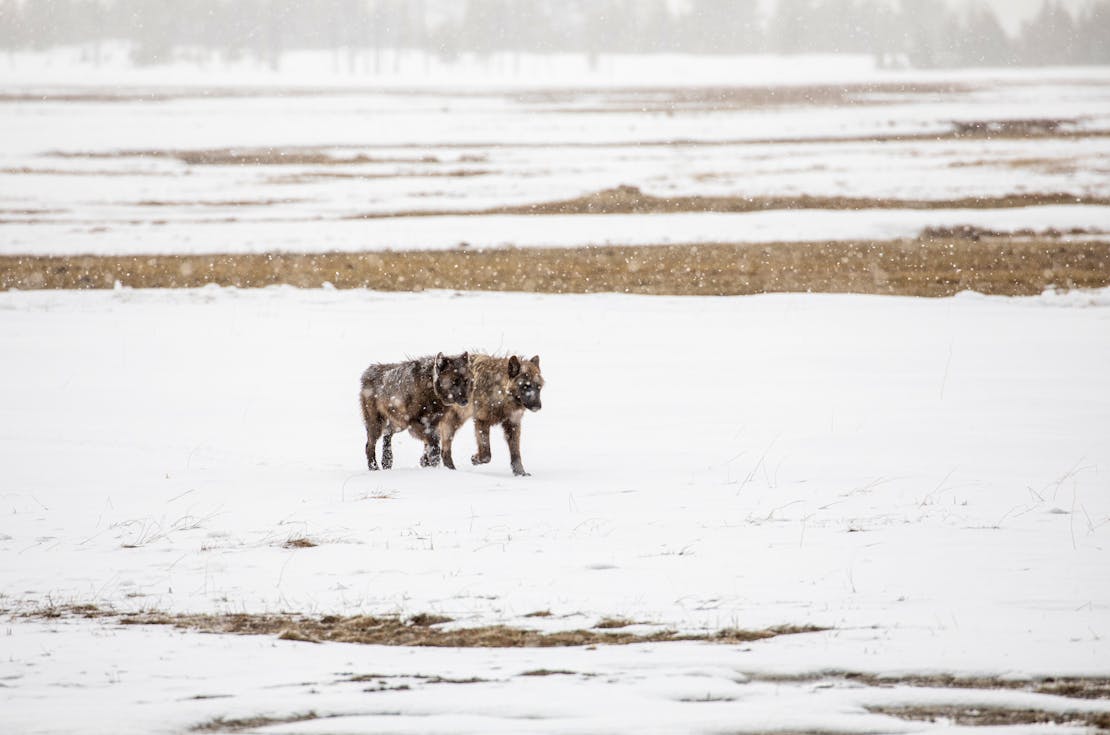 gray wolf