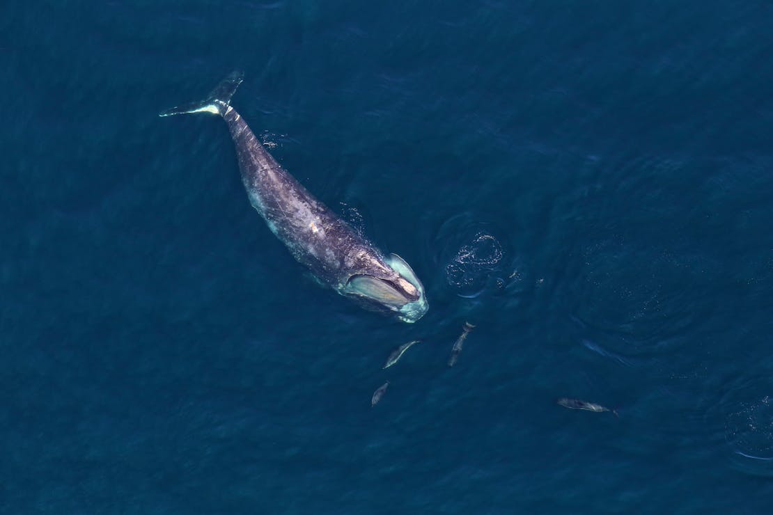 North Atlantic Right Whale