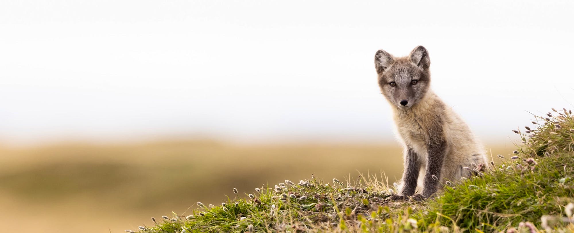 juvenile arctic fox 
