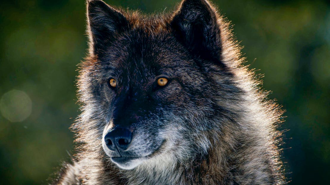 gray wolf