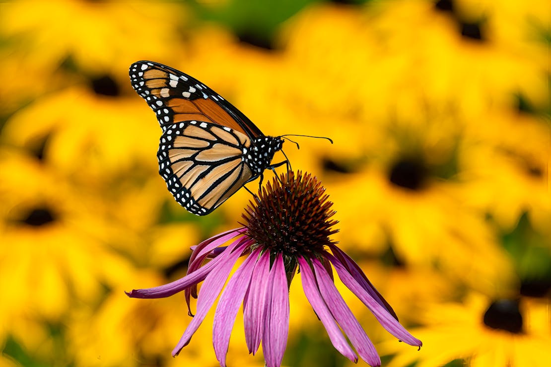 monarch
