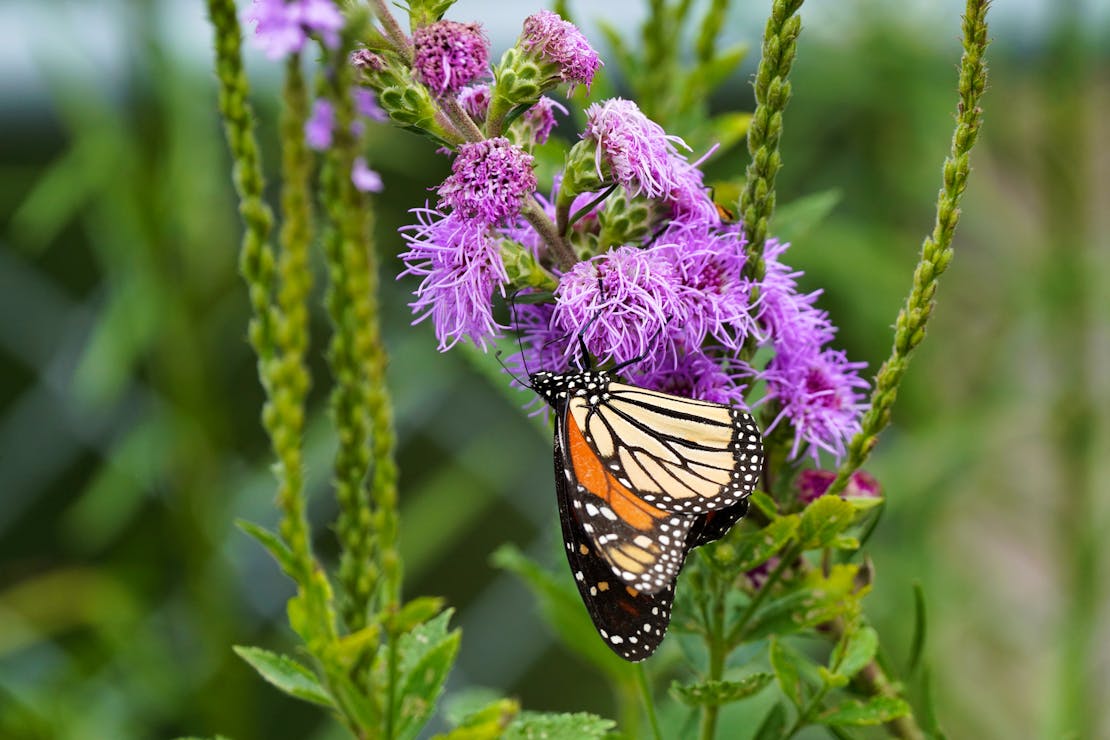 monarch on milkweed