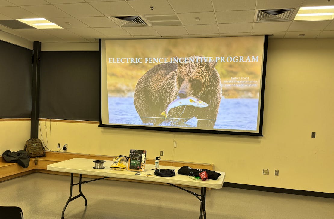 bear program
