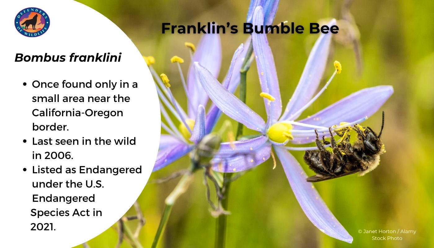 franklins BB