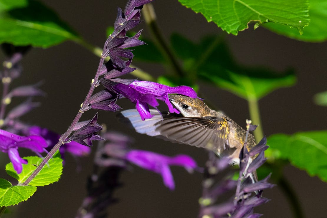 salvia plant