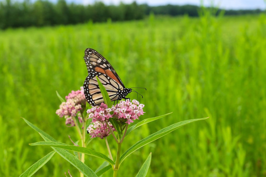 milkweed