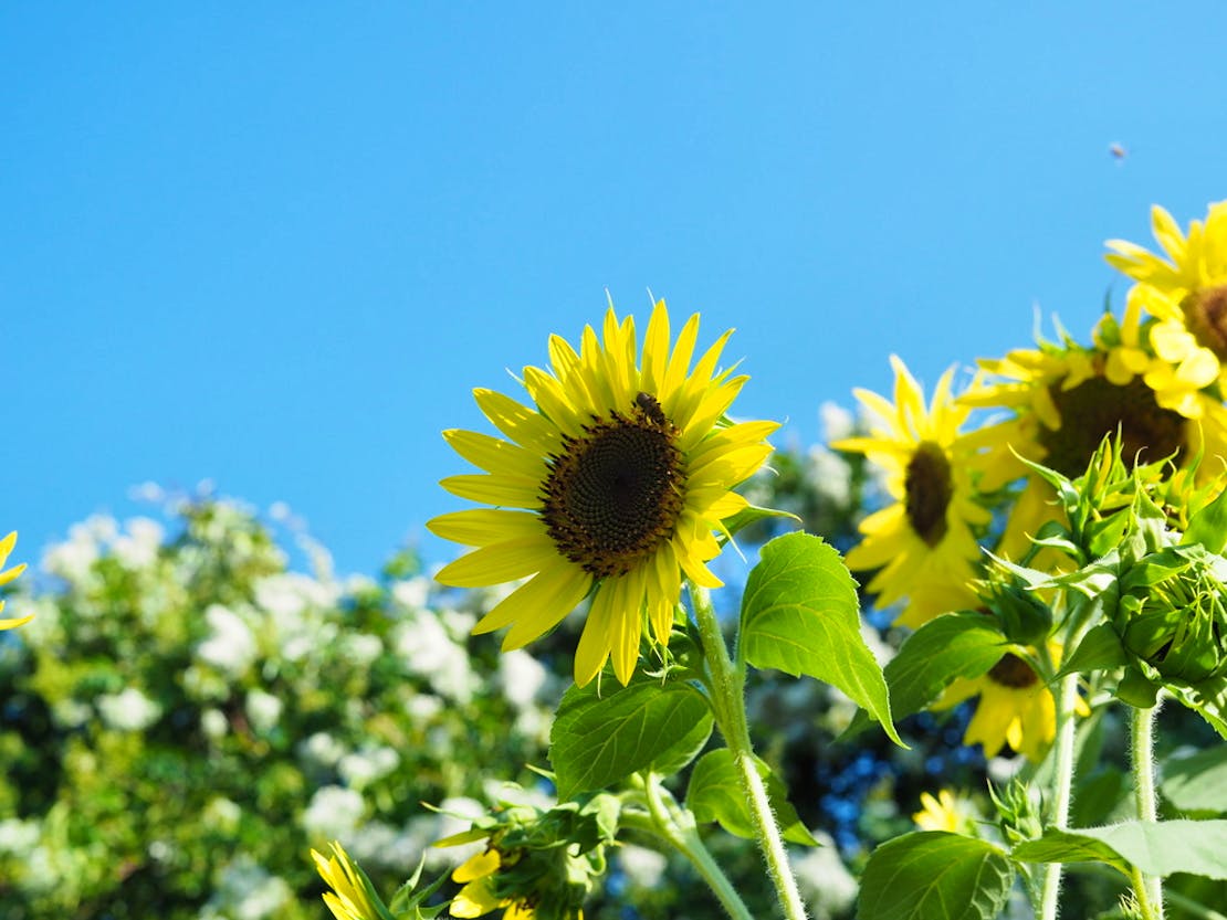 lemon queen sunflower 