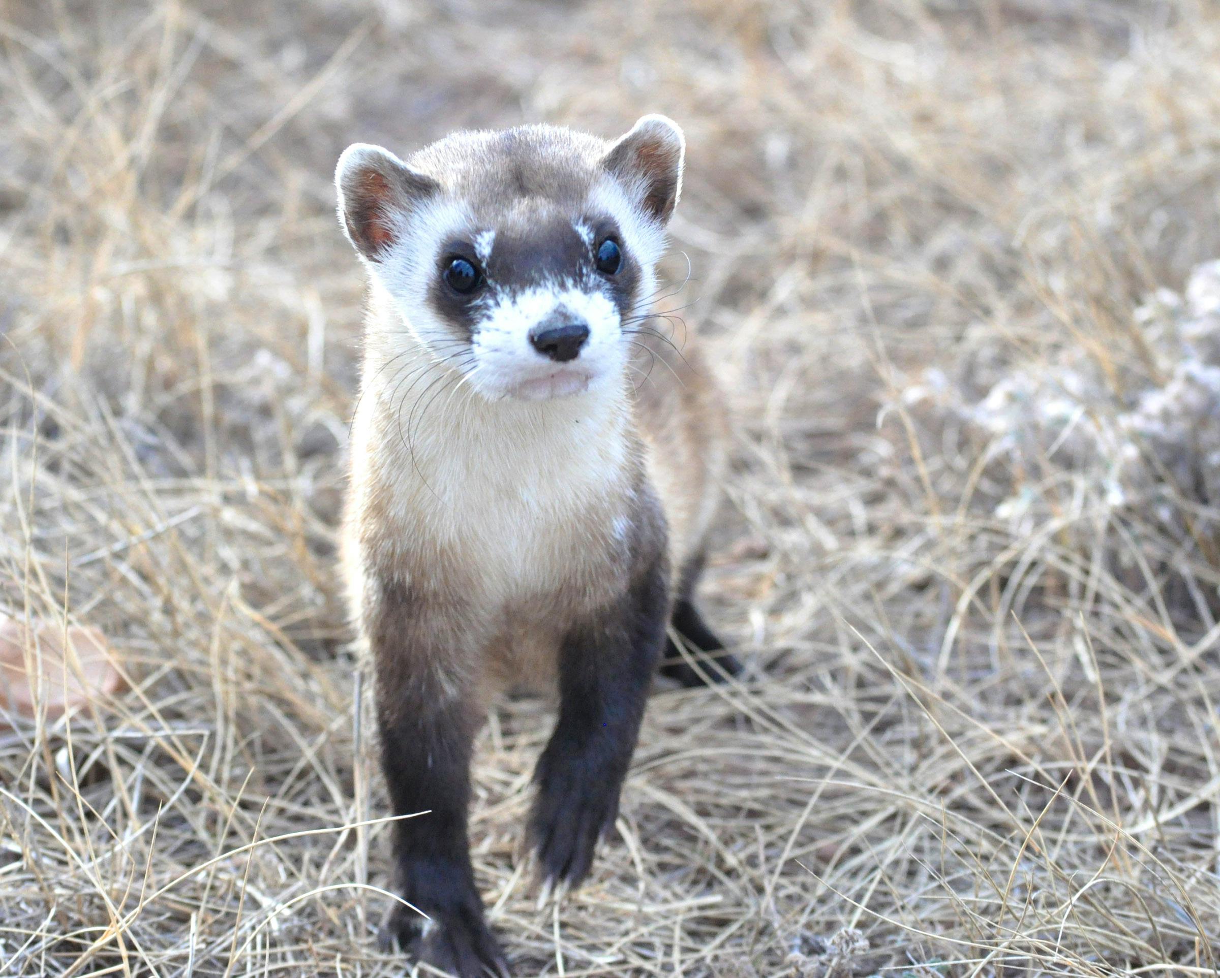 black-footed ferret