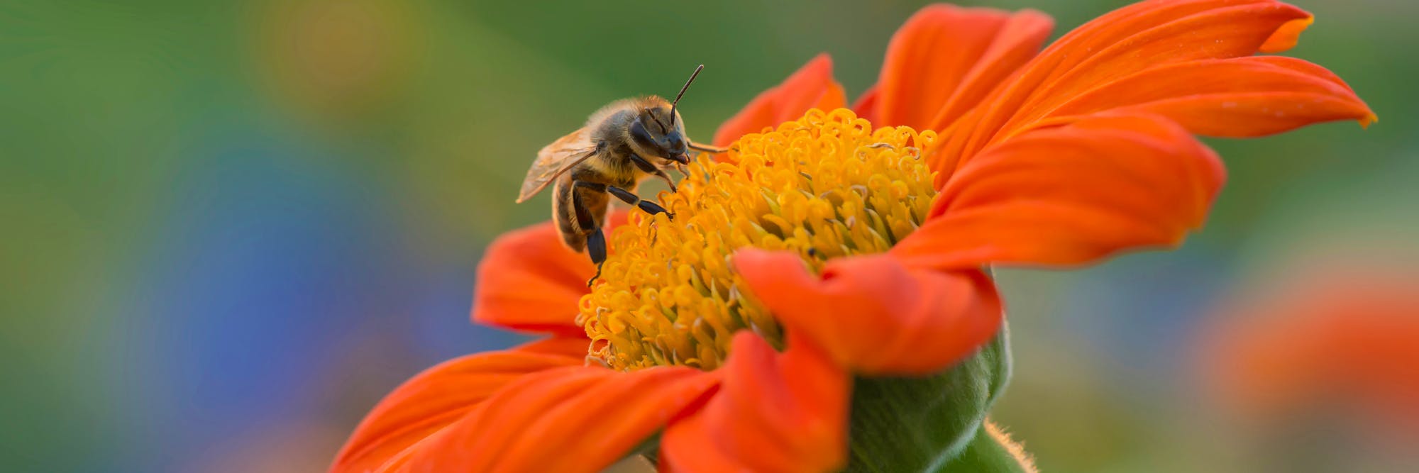 bee header 