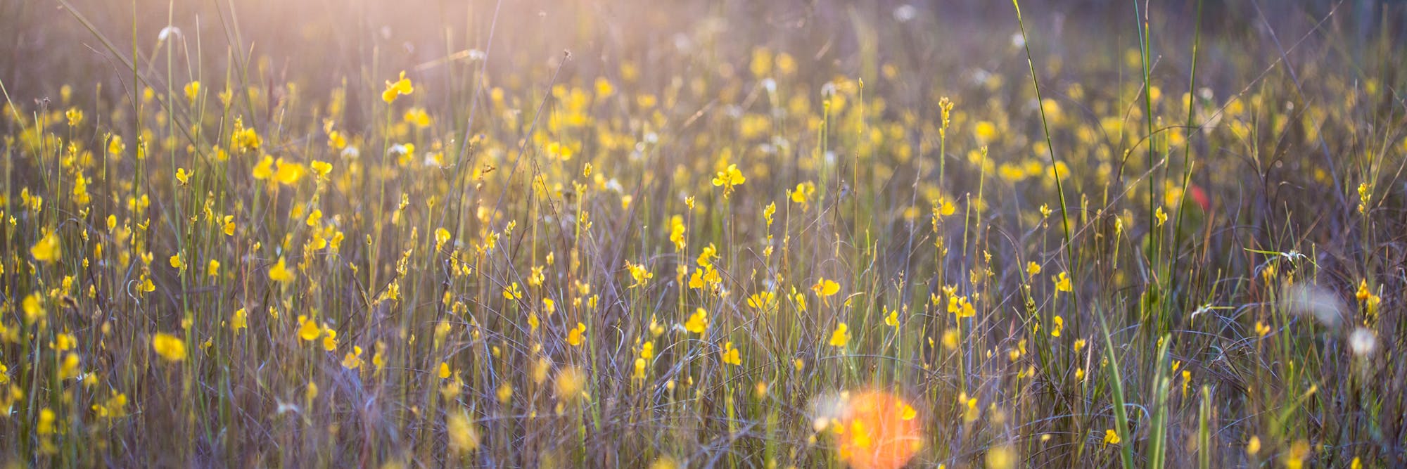 flowers header