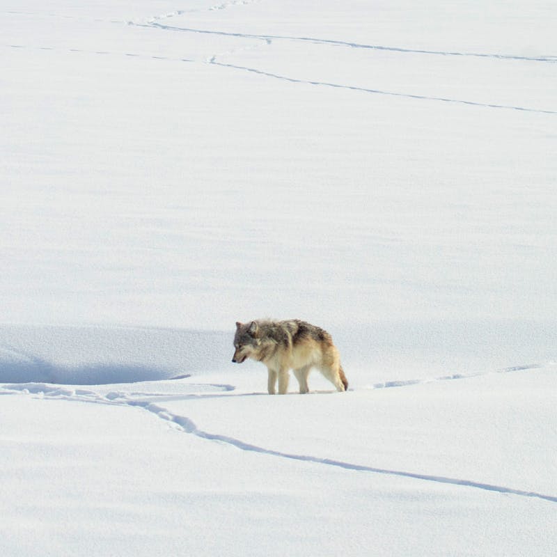 wolves