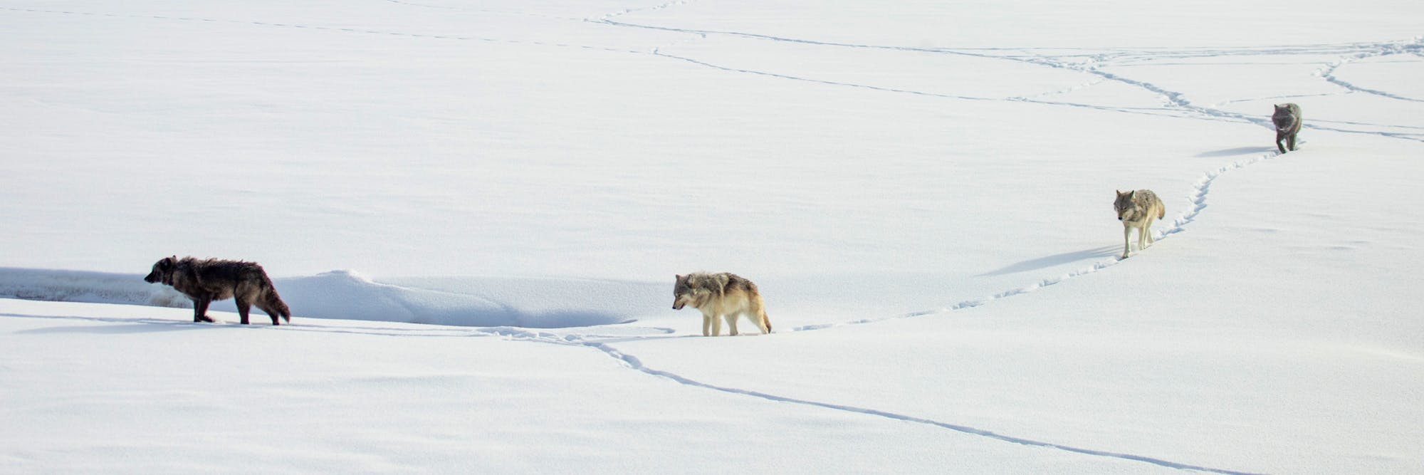 wolves