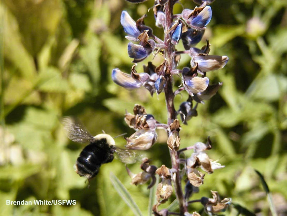 Bombus%20franklini%20%28Brendan%20White%2C%20USFWS%29.jpg?fit=max&ixlib=php-4.1.0&w=1110