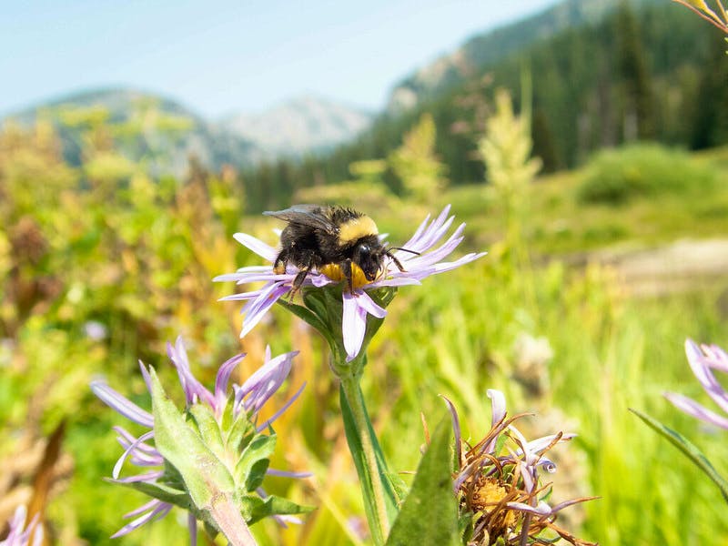 Bombus%20occidentalis_Xerces_Rich%20Hatfield.jpg?fit=max&ixlib=php-4.1.0&w=1110