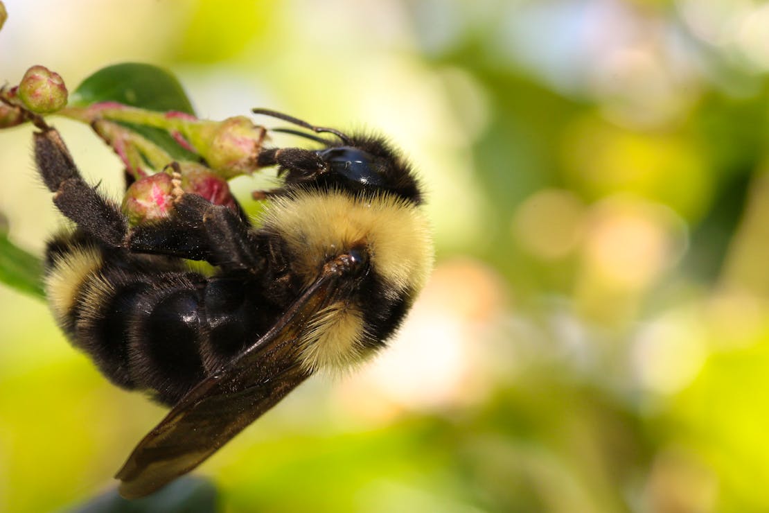 Cory_Sheffield_Bombus_suckleyi_I_2019.JPG?fit=max&ixlib=php-4.1.0&w=1110